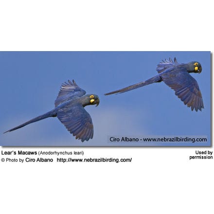 Flying Lear's Macaws