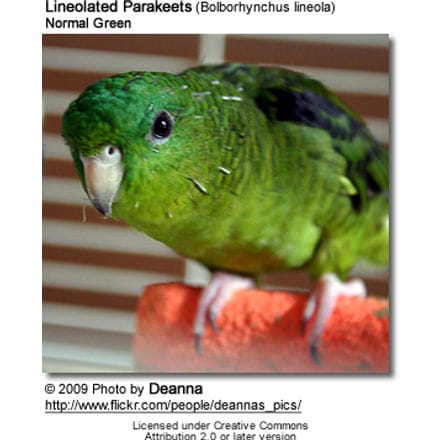 Lineolated Parakeet - normal green
