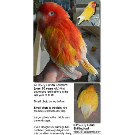 An elderly Lutino Lovebird (over 20 years old) that developed red feathers in the last year of its life. Small photo on top before, larger photo below in the end.
