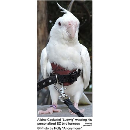 Avianweb EZ Bird Harness - Albino Cockatiel ludwig