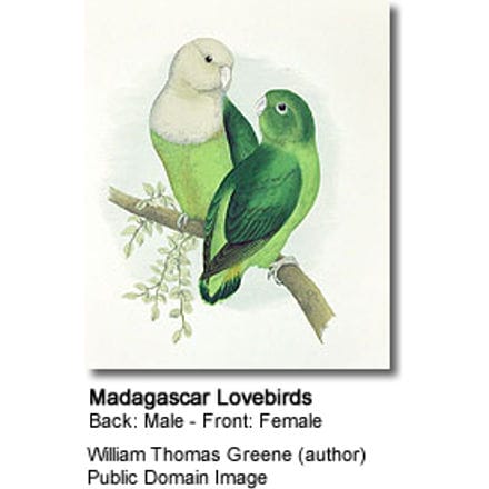 Madagascar Lovebirds 