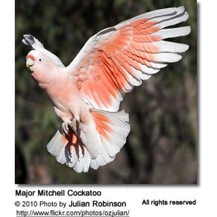 Major Mitchell Cockatoo in flight