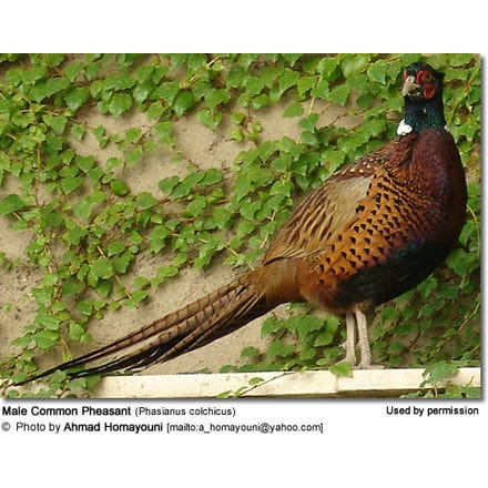 Male Common Pheasant (Phasianus colchicus)