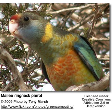 Mallee ringneck parrot