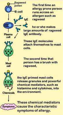 Mast Cells and allergy