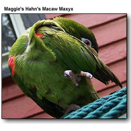 Maxyx - Maggie's Buddy