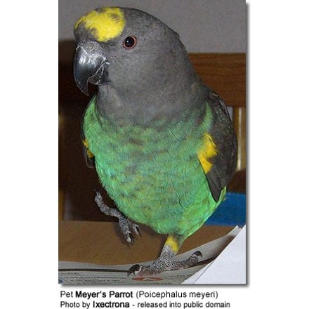 Meyer’s Parrot (Poicephalus meyeri) 