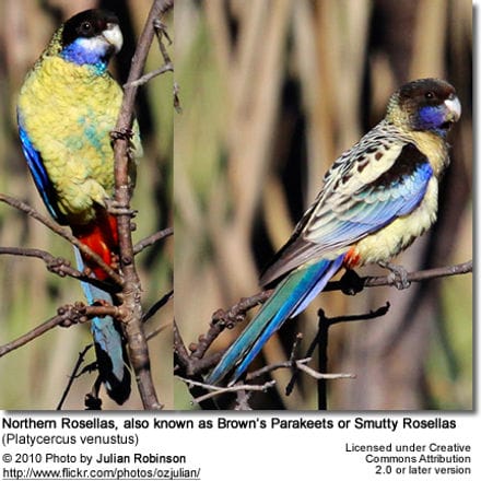 Northern Rosella (Platycercus venustus), also known as Brown's Parakeet or Smutty Rosella