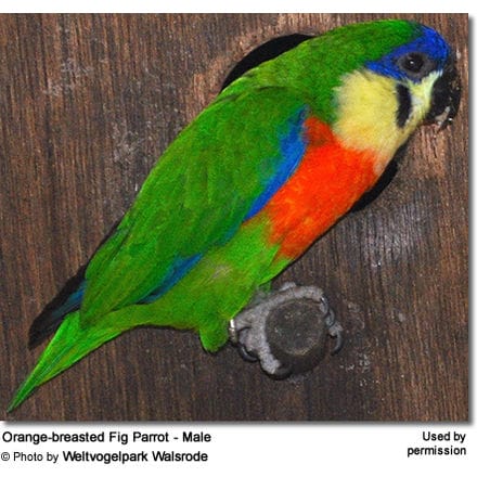 Orange-breasted Fig Parrot - Male