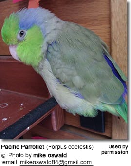 Pet Pacific Parrotlet
