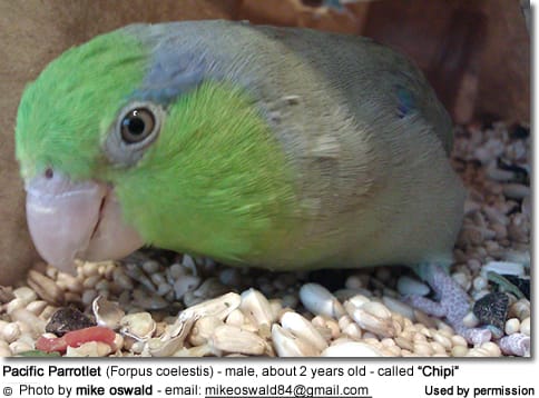 Pacific Parrotlet (Forpus coelestis) - male, about 2 years old - called “Chipi”