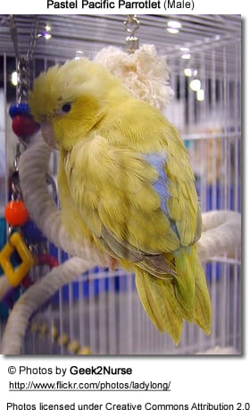 Pastel Pacific Parrotlet Mutation