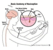Pain and nociceptors