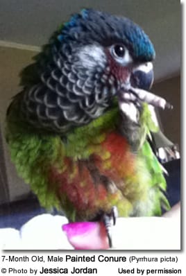 7-Month Old, Male Painted Conure (Pyrrhura picta)