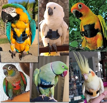 Avianweb Personalized Bird Harnesses