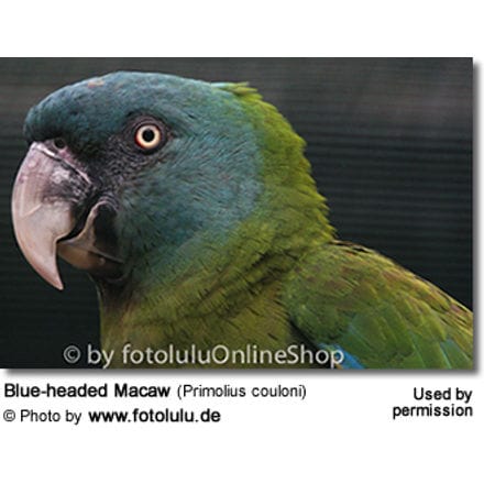 Blue-headed Macaw (Primolius couloni) 