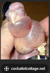 Punctured crop or esophagus