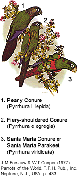 Pyrrhura Conures