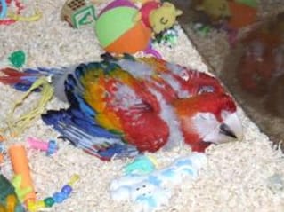 Raising a Macaw Parrot Chick