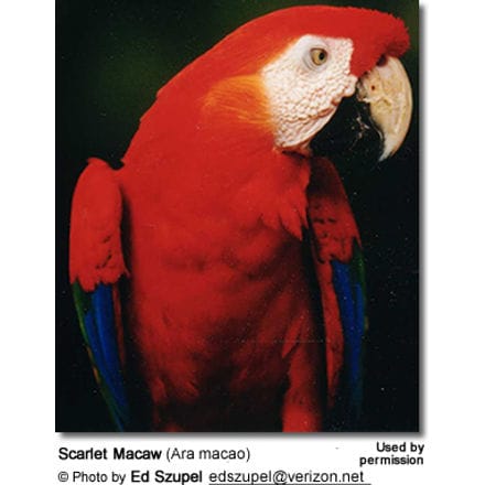 Red-and-green Macaws or Green-winged Macaws (Ara chloroptera) 