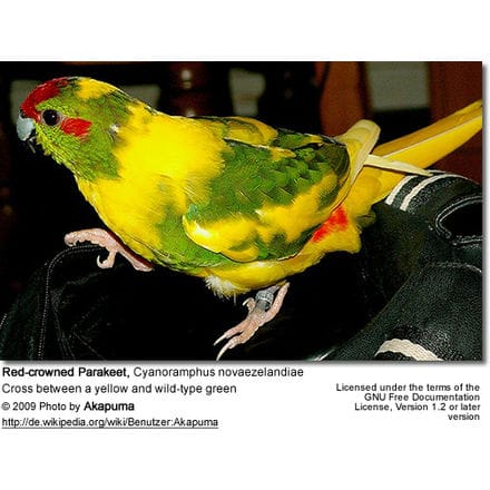 Red-crowned Parakeet cross