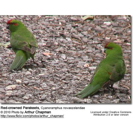 Red-crowned Parakeets, Cyanoramphus novaezelandiae