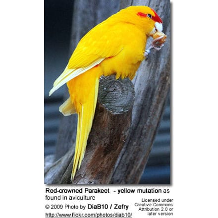 Red-crowned Parakeet - yellow mutation