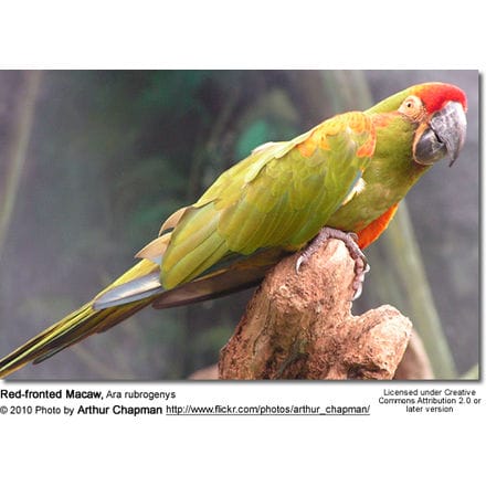 Red-fronted Macaw, Ara rubrogenys