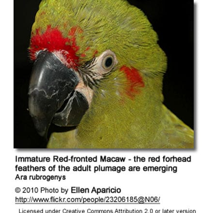 Immature Red-fronted Macaw - the red forhead feathers of the adult plumage are emerging