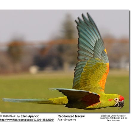 Red-fronted Macaw in flight