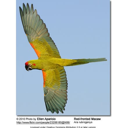 Red-fronted Macaw in flight