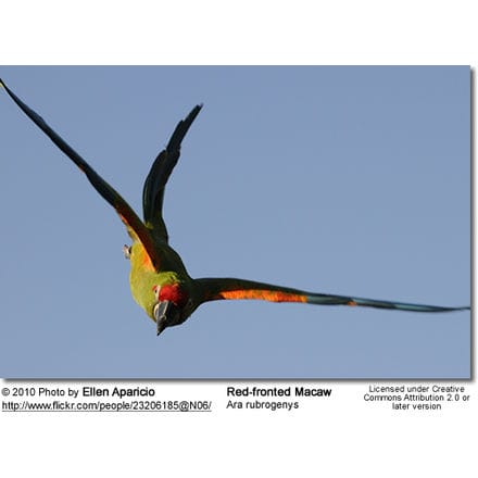 Red-fronted Macaw, Ara rubrogeny in flight