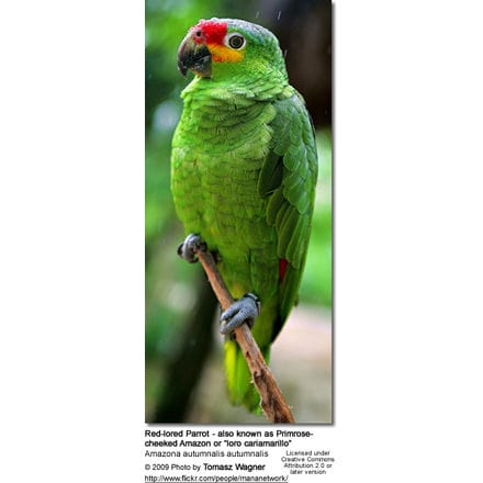 Red-lored Parrot - also known as Primrose- cheeked Amazon or “loro cariamarillo” 