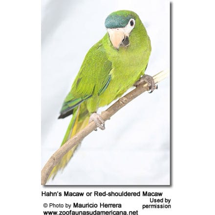 Hahn’s Macaw or Red-shouldered Macaw (Ara / Diopsittaca nobilis nobils) 