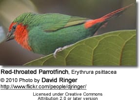 Red-throated Parrotfinch, Erythrura psittacea