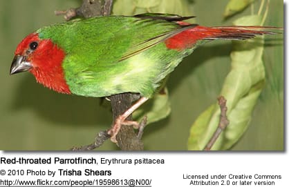 Red-throated Parrotfinch, Erythrura psittacea