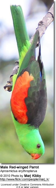 Red-winged Parrot