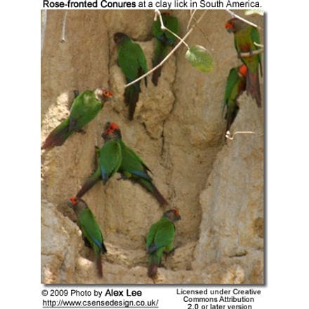 Rose-fronted Conures