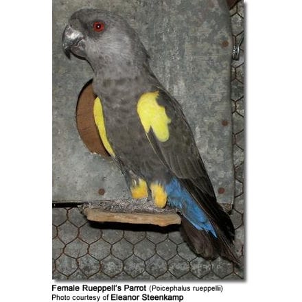 Rueppell's Parrot or Rüppell's Parrot (Poicephalus rueppellii)