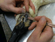 Salt glands in a water bird