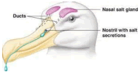 Salt glands and ducts http://bio1151b.nicerweb.com/Locked/media/ch44/44_07BirdSaltExcretGlands.jpg