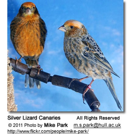 Silver Lizard Canaries
