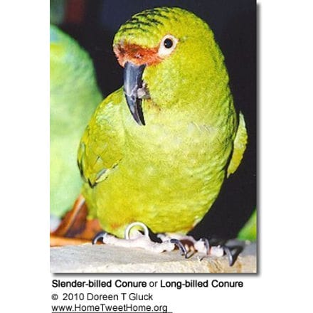 Slender-billed Conures aka Long-billed Conures