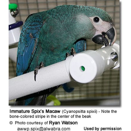Immature Spix's Macaw - Note the bone-colored stripe in the center of the upper beak