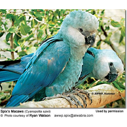 Spix’s Macaws (Cyanopsitta spixii)