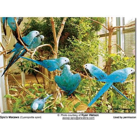 Spix's Macaws (Cyanopsitta spixii)