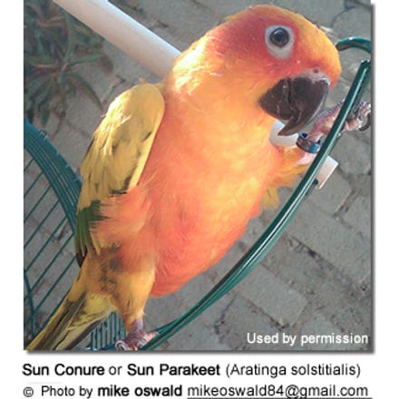 Sun Conure or Sun Parakeet (Aratinga solstitialis)