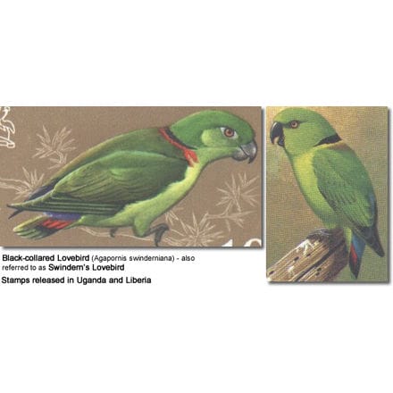 Black-collared Lovebird (Agapornis swinderniana) - also referred to as Swindern’s Lovebird - STAMPS