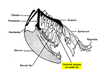Synsacrum