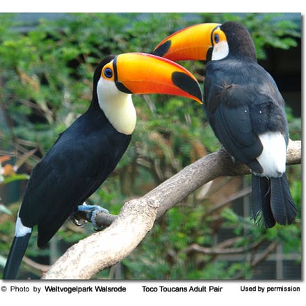Toco Toucan Adult Pair
